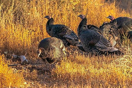 USA- New Mexico- Bosque Del Apache National Wildlife Refuge. Close-up of female wild turkeys. Art Print